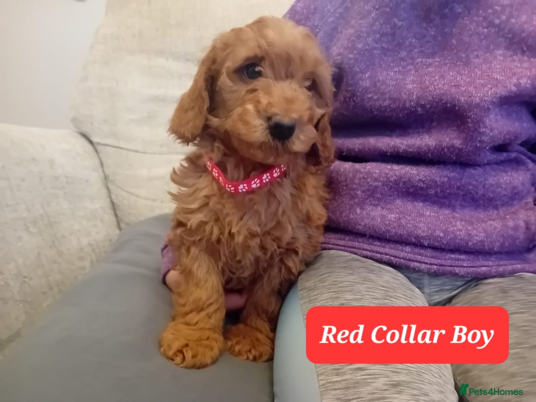 Goldendoodle dogs for sale: Goldendoodle puppies - Advert 17