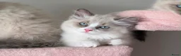 Ragdoll cats for sale: Purebred Ragdolls Ready To Leave  in Bradford - Advert 4