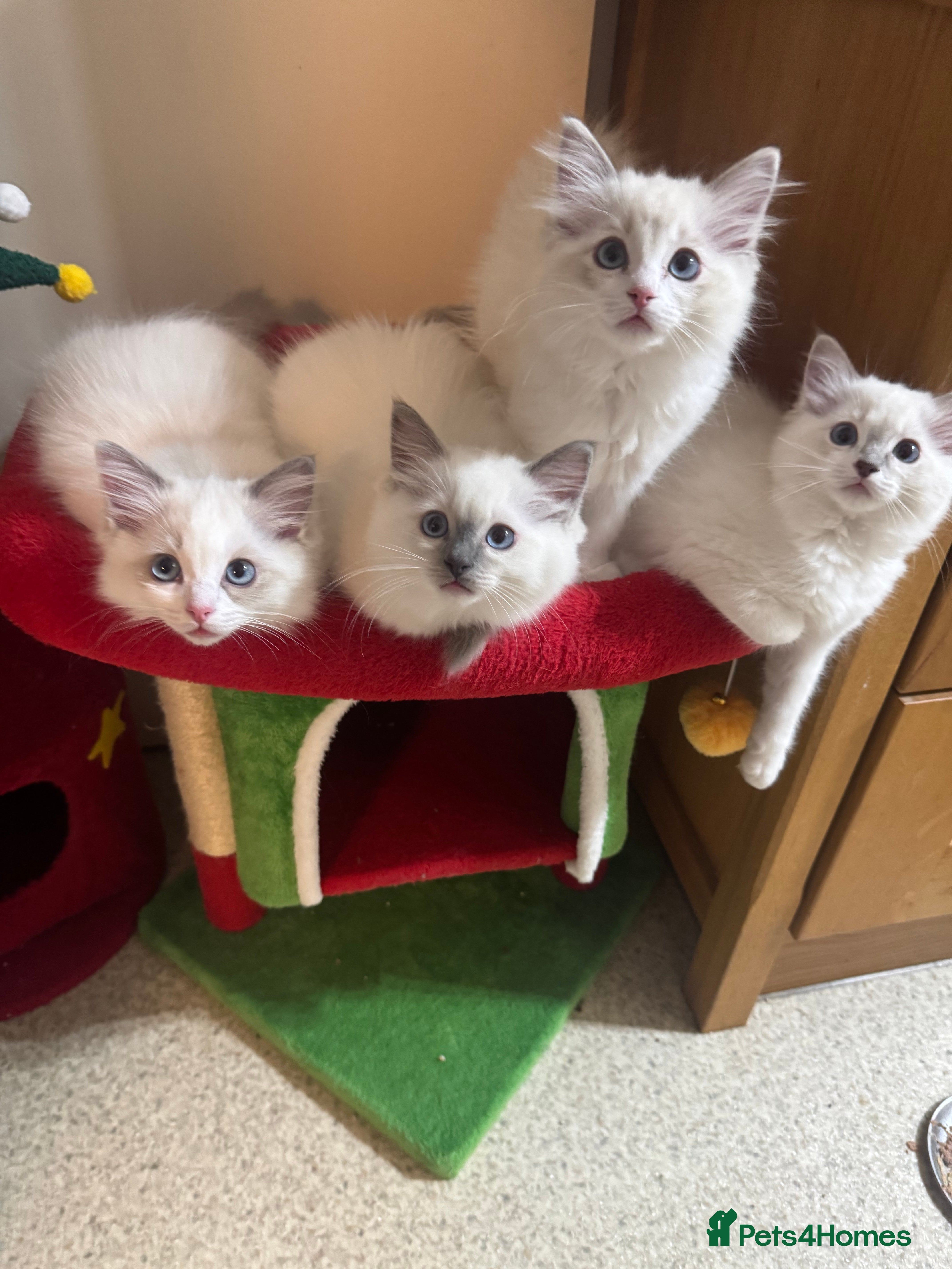 Ragdoll cats Ready to leave 4th Feb, TICA reg Ragdoll kittens   - Advert 12