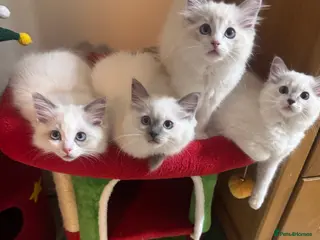 Ragdoll cats Ready to leave 4th Feb, TICA reg Ragdoll kittens - Advert 12