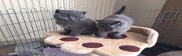 British Shorthair cats for sale: Blue British Shorthair Kittens  - Advert 1