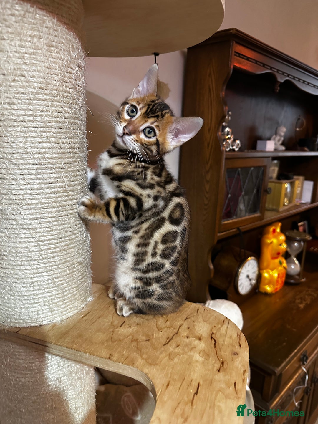 Bengal cats for sale: TICA Bengal kittens for sale . 🐱 - Image 36