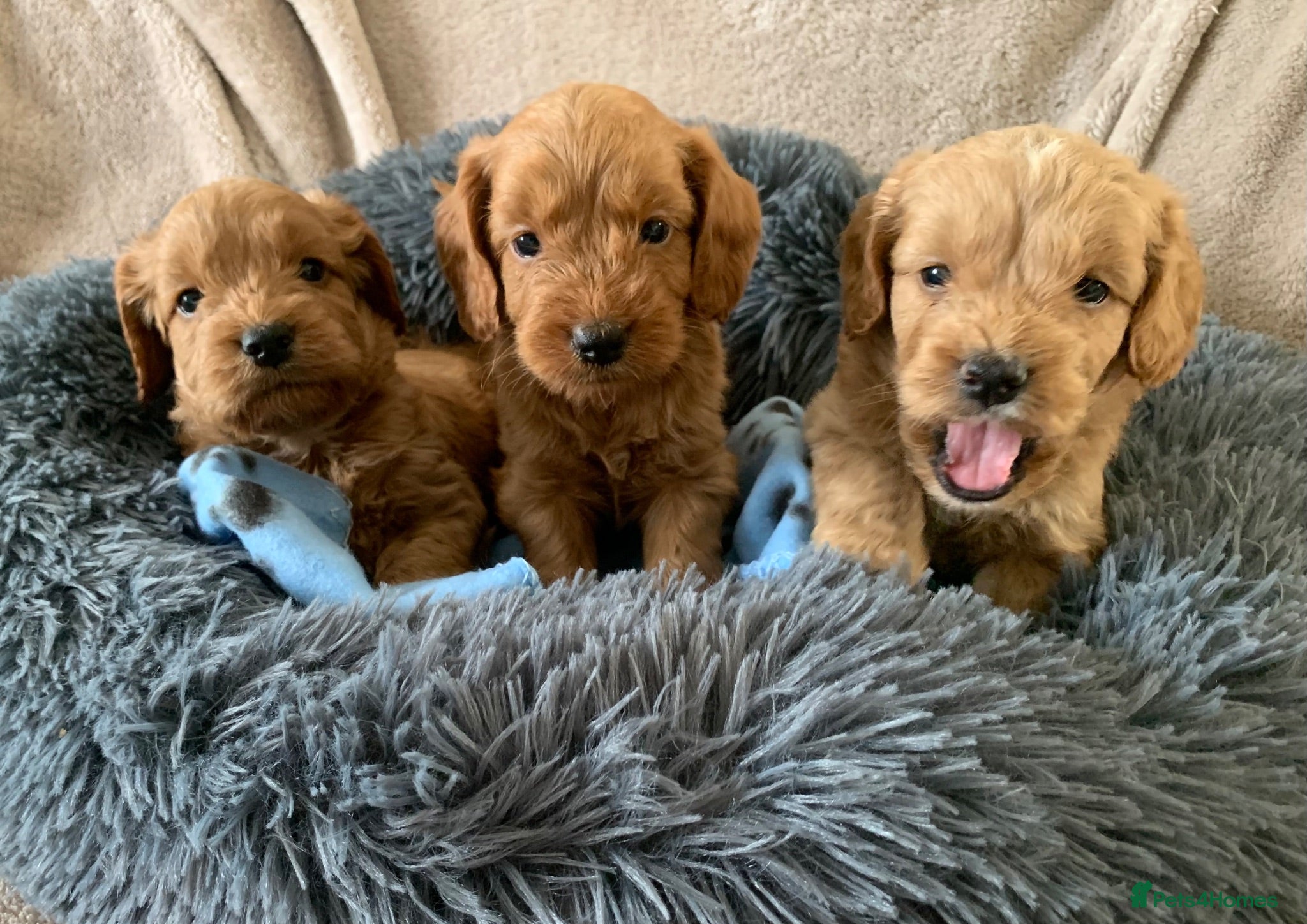 Cockapoo dogs Stunning red toy cockapoo puppies  - Advert 1