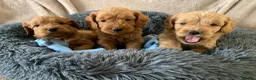 Cockapoo dogs for sale: Stunning red toy cockapoo puppies  - Advert 1