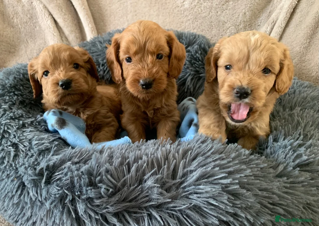 Cockapoo dogs for sale: Stunning red toy cockapoo puppies  - Advert 1