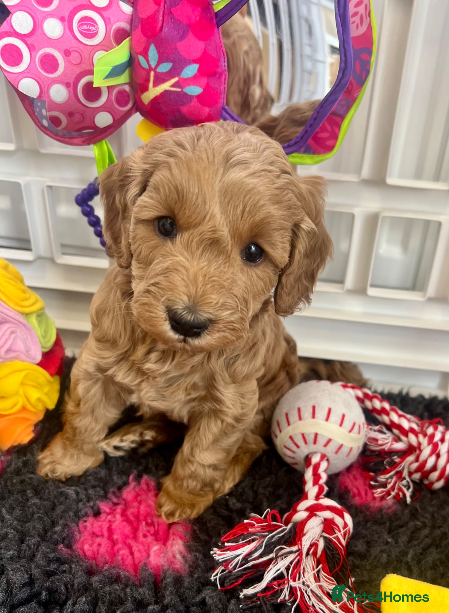 Cockapoo dogs 🐥Gorgeous f1 Cockapoo Pups Licensed Breeder🐥 - Advert 2