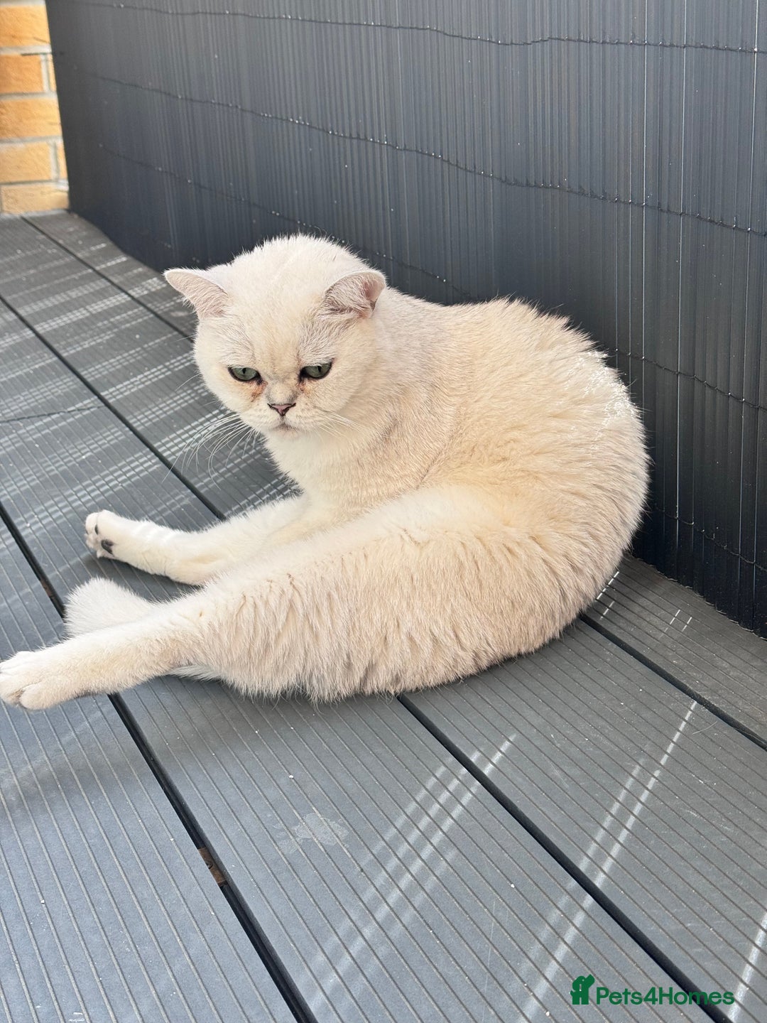 British Shorthair cats for sale: Silverback British Shorthair - Prince - Image 3