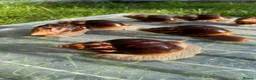 Snails invertebrates for sale: Giant African Snails for sale! - Advert 5