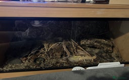 Leopard Gecko reptiles for sale: 2 leopard geckos and vivarium for sale  - Image 14