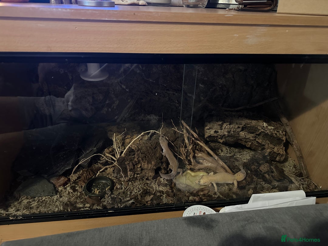 Leopard Gecko reptiles for sale: 2 leopard geckos and vivarium for sale  - Image 14