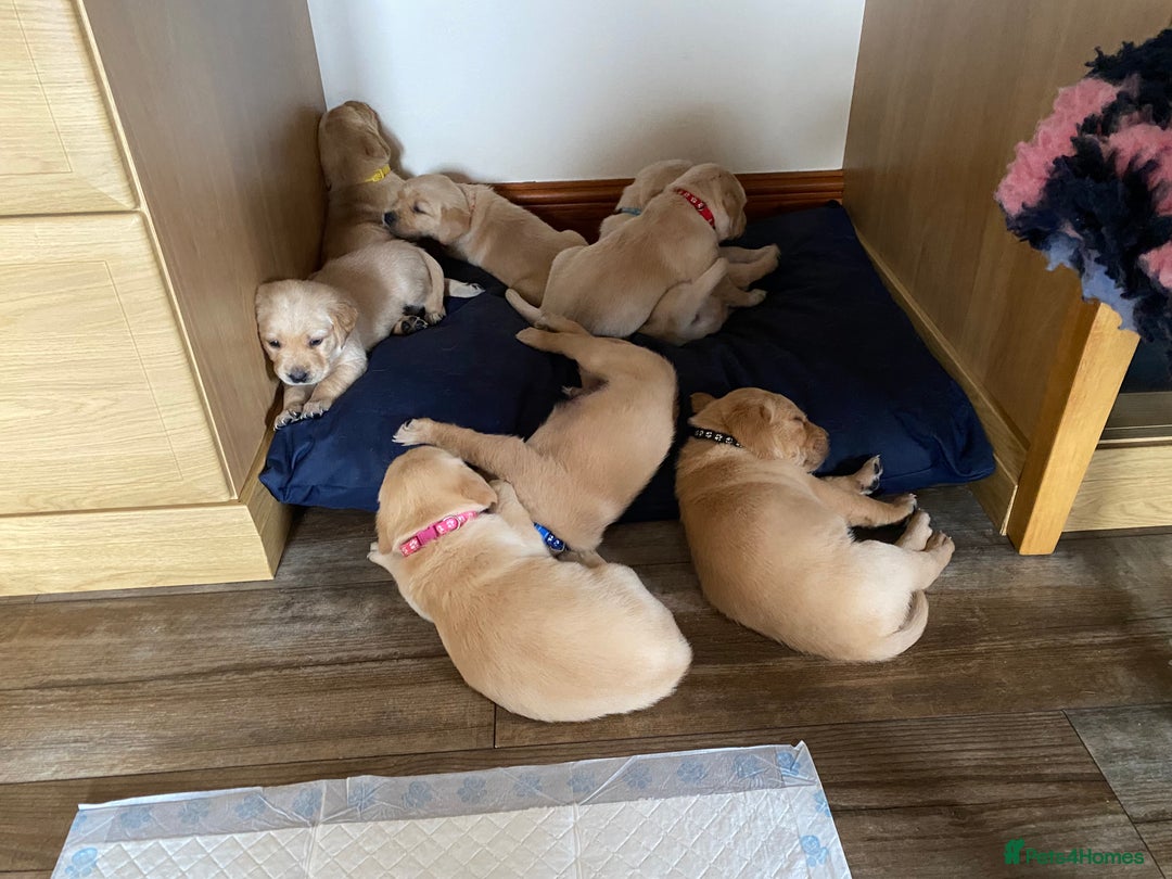 Goldador dogs for sale: Gorgeous Labrador/golden retriever puppies - Image 9