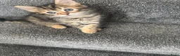 Mixed Breed cats for sale: 3 gorgeous kittens looking for loving home  - Advert 6