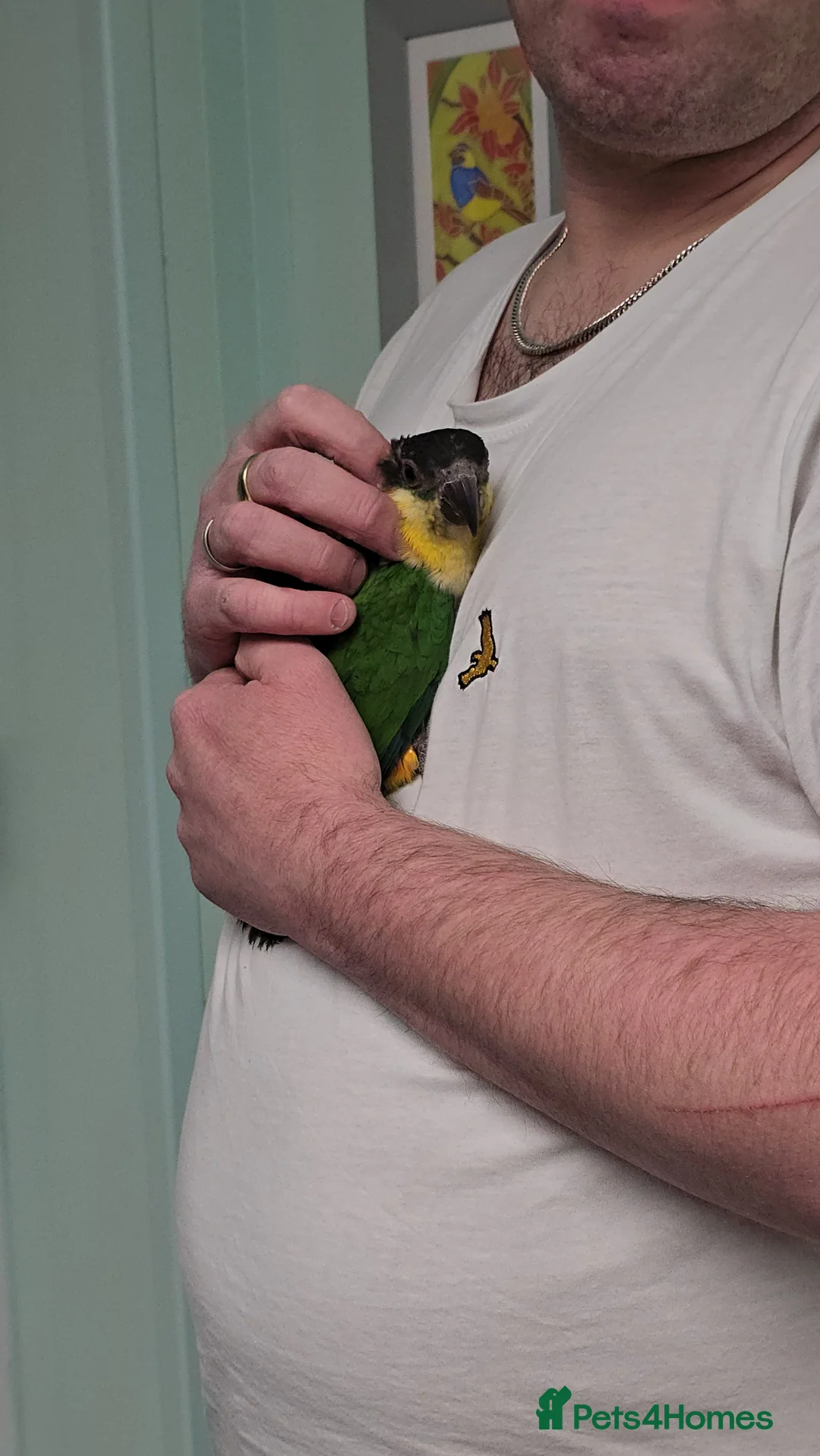 Parrots birds for sale: Beautiful Cheeky Handreared Caiques!!! - Advert 4