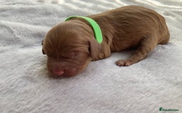 Mixed Breed dogs for sale: Cockapoo/Cavapoo Mix Puppies Available 10 Nov 25 - Image 22