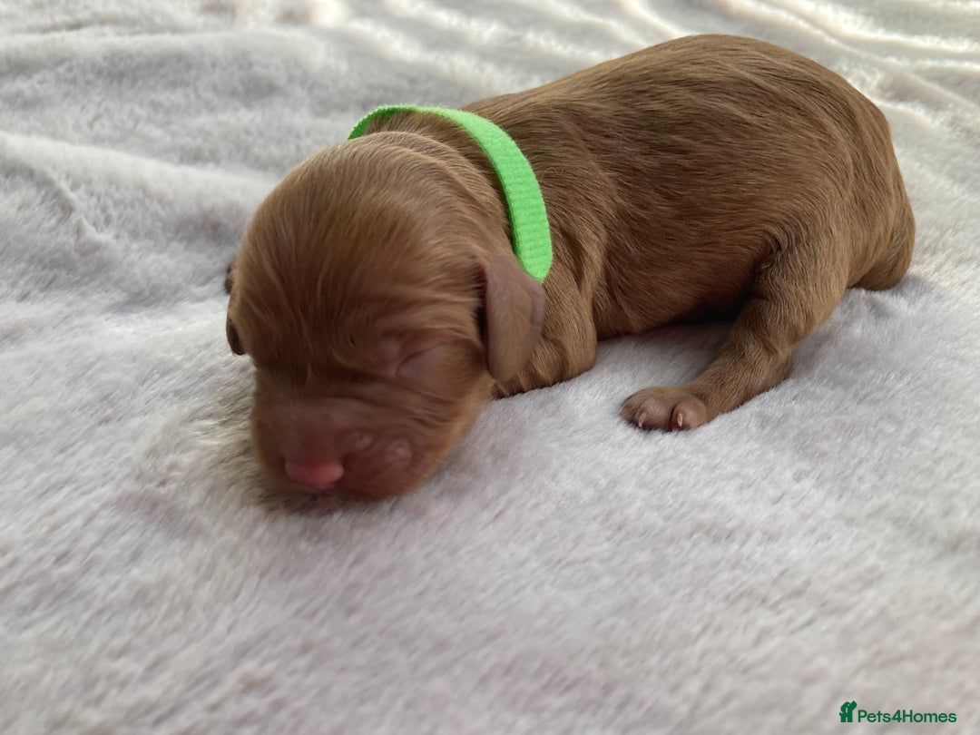 Mixed Breed dogs for sale: Cockapoo/Cavapoo Mix Puppies Available 10 Nov 25 - Image 22