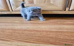 Scottish Fold cats for sale: Scottish fold and straight ears kittens for sale.  - Image 7