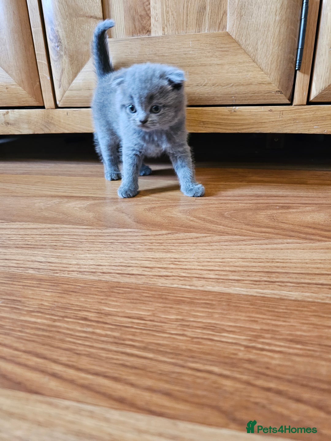 Scottish Fold cats for sale: Scottish fold and straight ears kittens for sale.  - Image 7