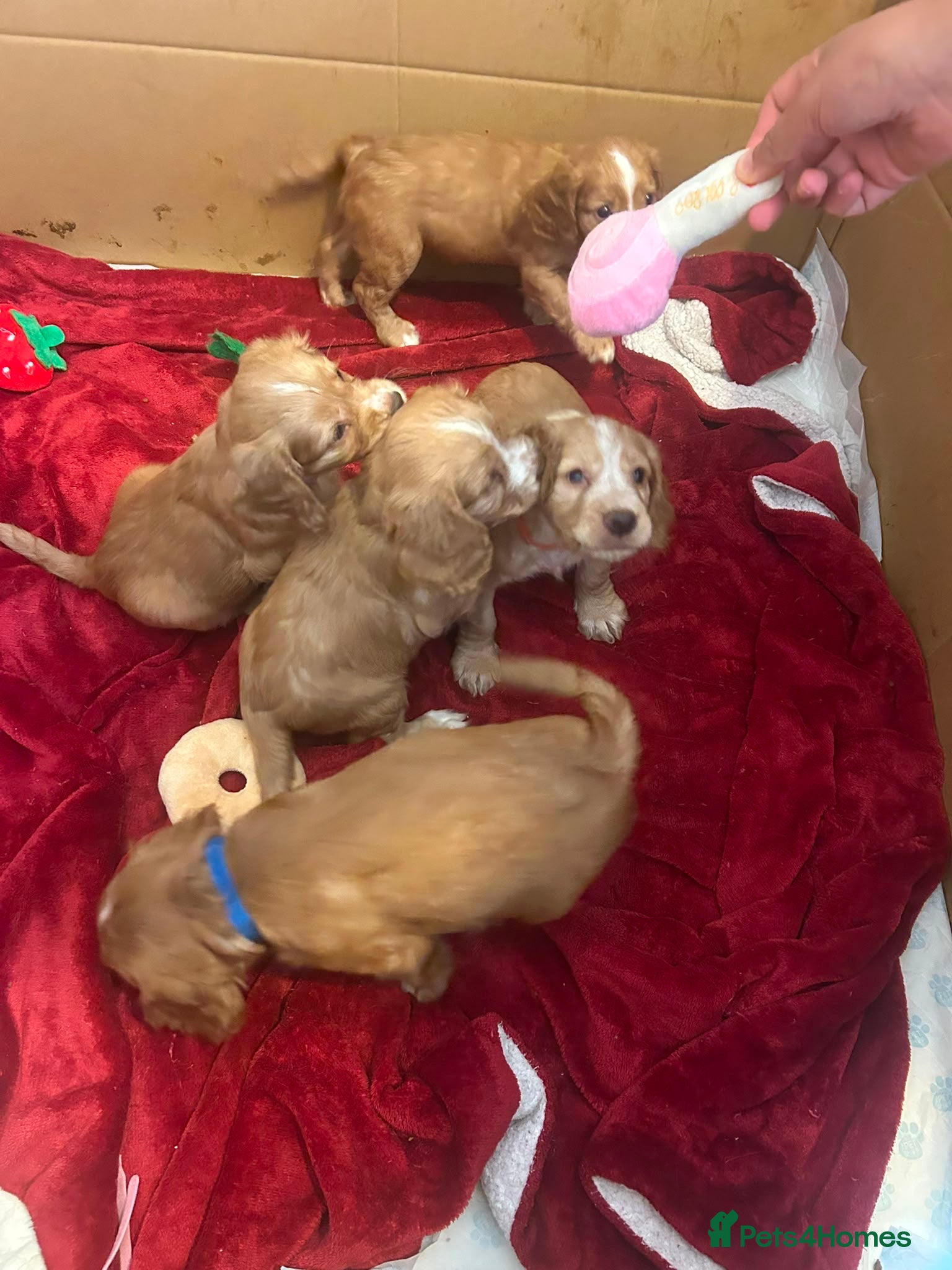 Mixed Breed dogs for sale: Adorable Family Raised Puppies Looking for Homes - Advert 26