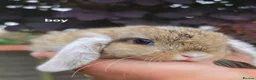 Mini Lop rabbits for sale: Rabits - Advert 10