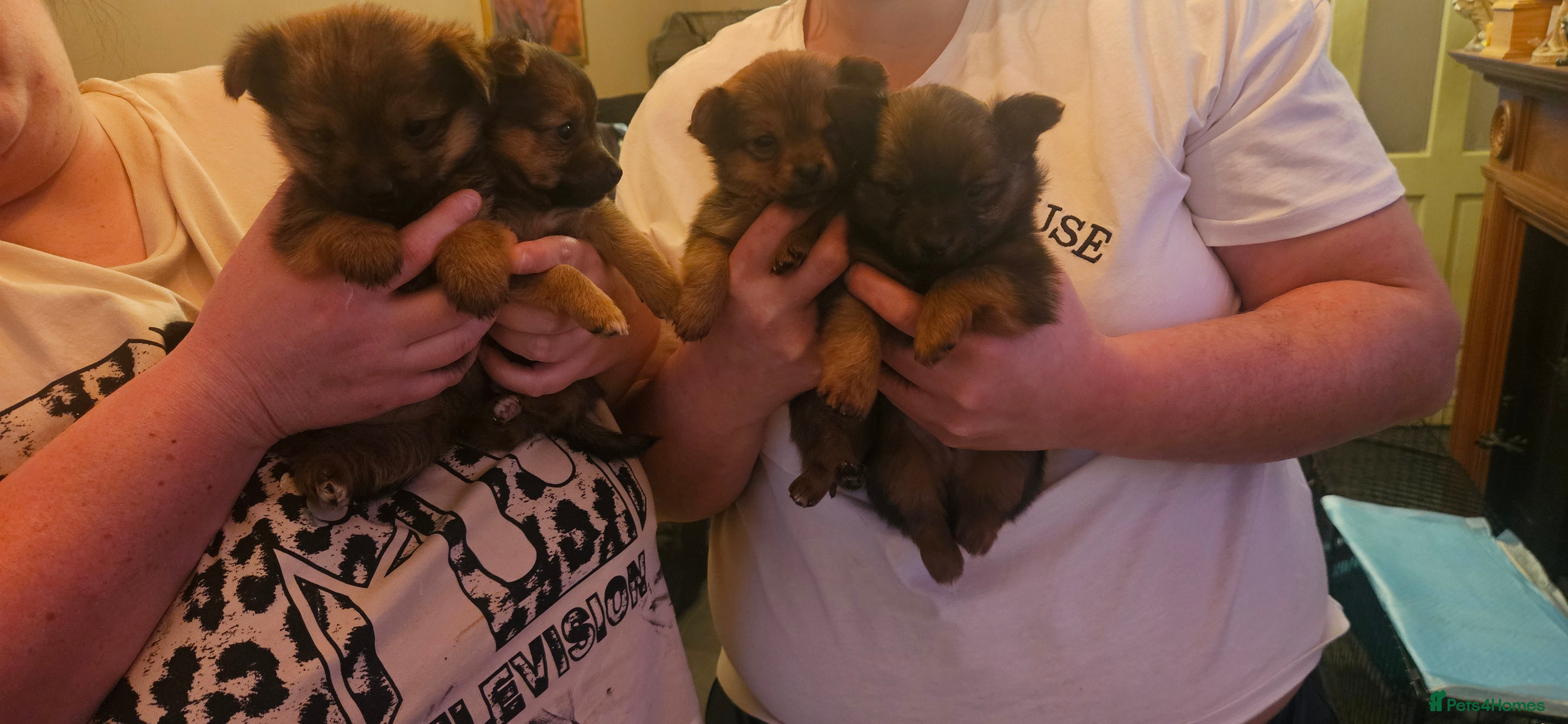 Mixed Breed dogs Yorkie Pom's for sale reduced £800 - Advert 4