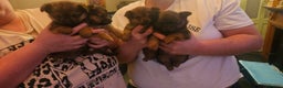Mixed Breed dogs for sale: Yorkie Pom's for sale - Advert 5