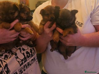 Mixed Breed dogs Yorkie Pom's for sale reduced £800 - Advert 3
