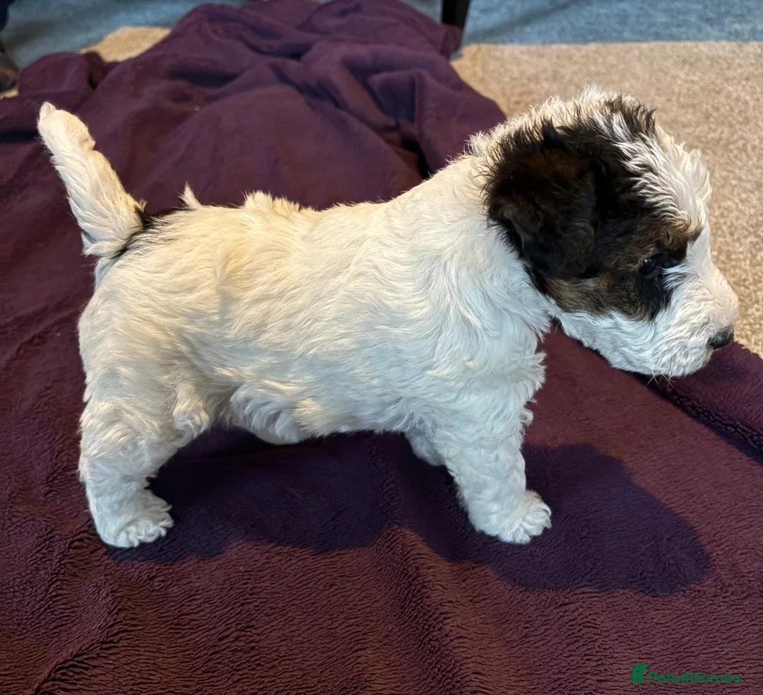 Fox Terrier dogs for sale: Sold wire hair fox terrier puppies - Advert 2