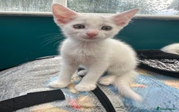 British Shorthair cats for sale: 2 Kittens ready to go now. - Image 2