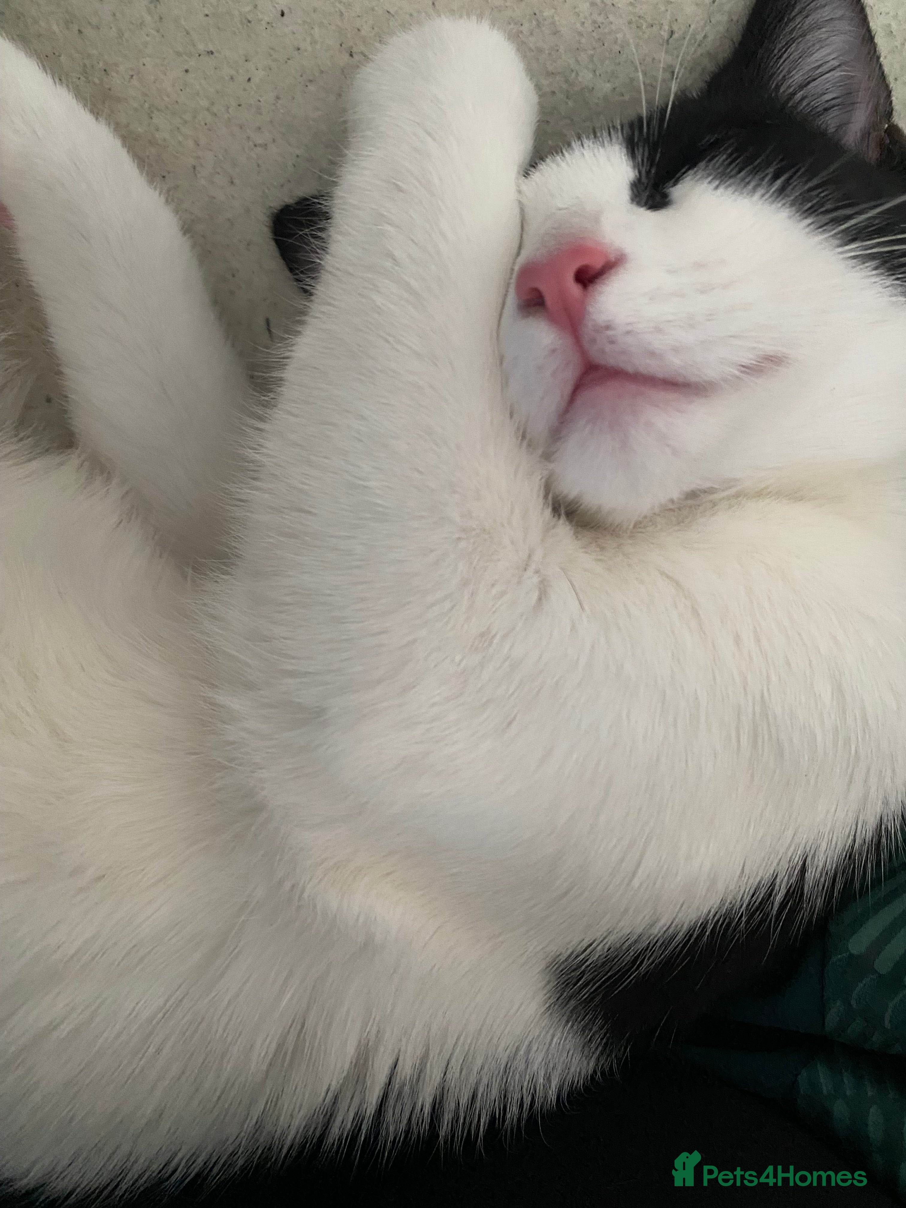 Turkish Van cats Kitten (Turkish Van X ) - Advert 1