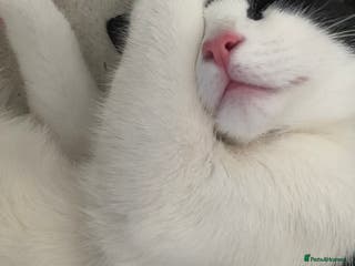 Turkish Van cats Kitten (Turkish Van X Domestic) - Advert 2