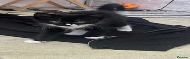Mix breed 3