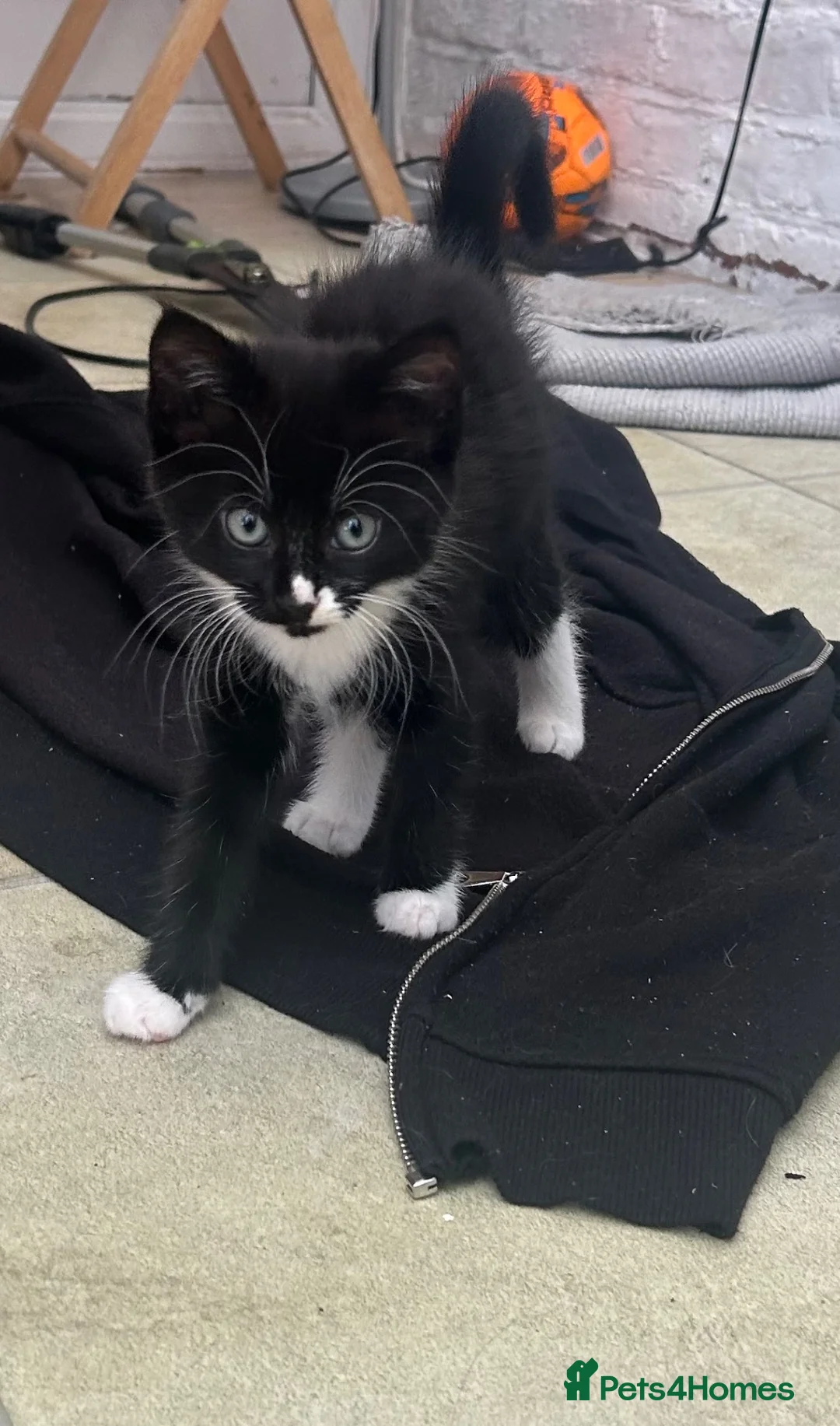 Domestic Shorthair cats for sale: Ready to be rehomed!  - Advert 2