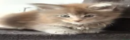 Maine Coon cats for sale: Maine coon pedigree kittens  - Advert 4