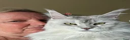 Maine Coon cats for sale: Maine Coon kittens in Boston - Advert 1