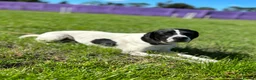 Mixed Breed dogs for adoption: 🌟 Sally’s Confidence is Growing Every Day 🌟 in Iver - Advert 10