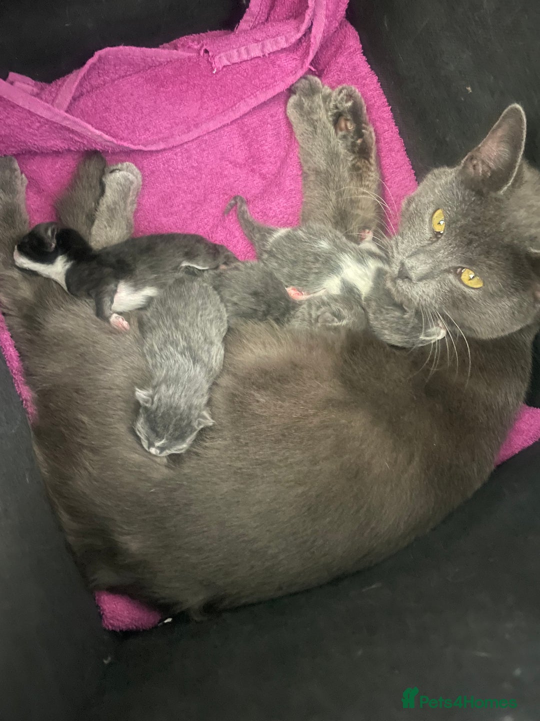 Mixed Breed cats for sale: Stunning mixed breed kittens  - Image 8
