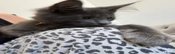 Maine Coon cats for sale: GCCF Reg’d MaineCoon Kittens–Blue Smoke-RoKits - Advert 8