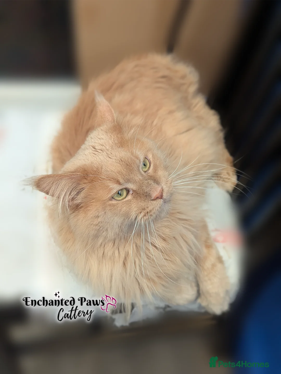 Maine Coon cats for stud: Maine Coon Stud Service  - Advert 2