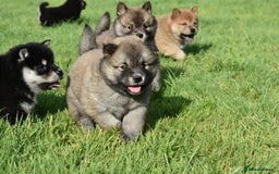 Siberian Husky dogs for sale: Beautiful Chowski puppies  - Image 14