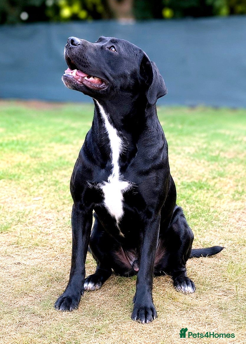 Mixed Breed dogs 🐾 SHEAMY | Smart, Sensitive Labrador Cross ❤️ - Advert 1