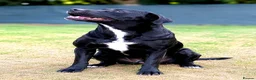 Mixed Breed dogs for adoption: 🐾 SHEAMY | Smart, Sensitive Labrador Cross ❤️ - Advert 2