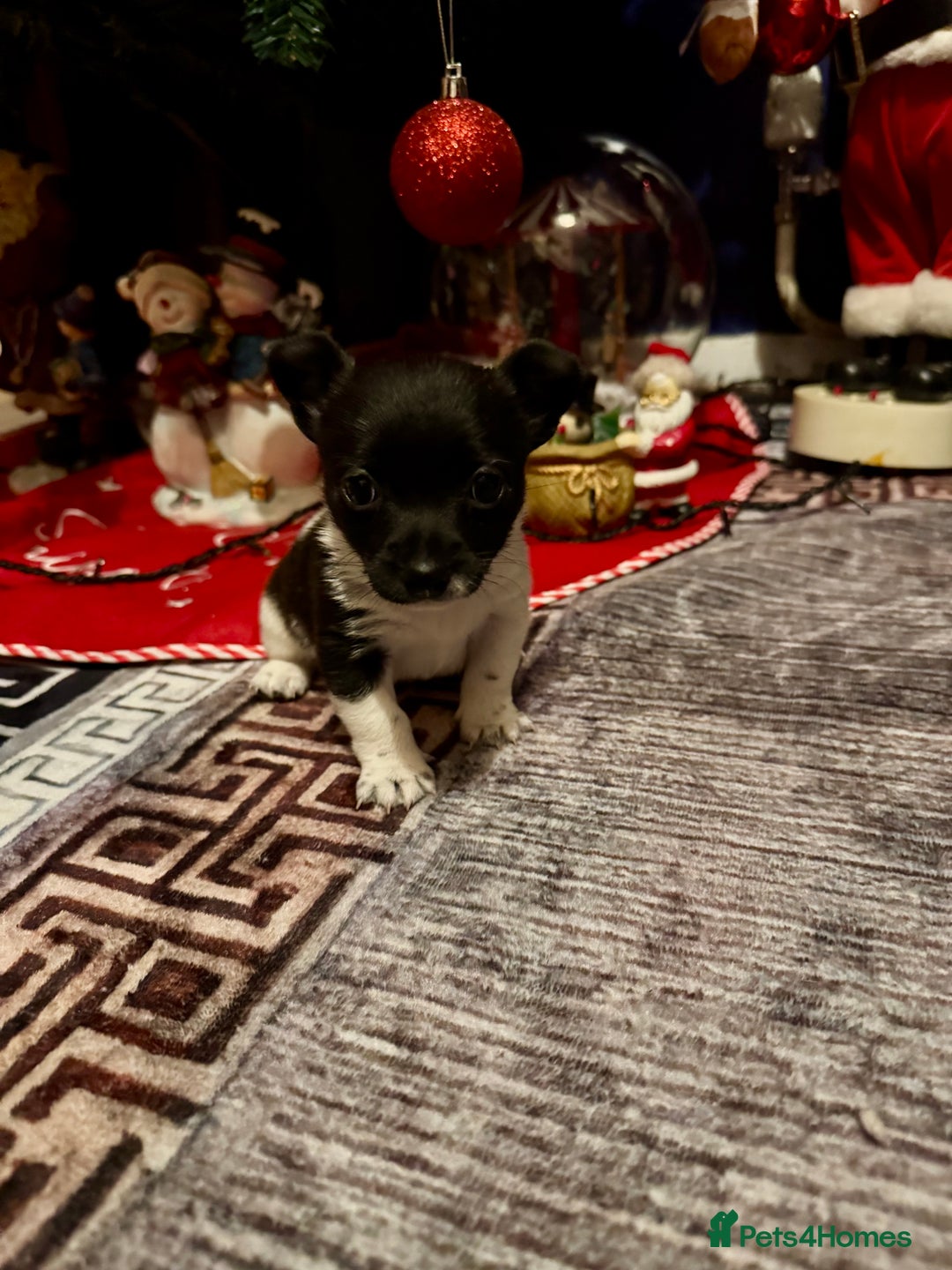 Mixed Breed dogs for sale: Beautiful chihuahua cross Jack Russell puppy  - Advert 1