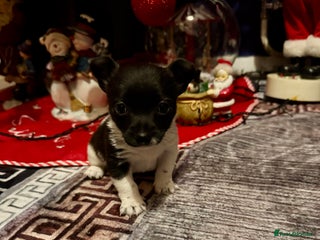 Mixed Breed dogs Beautiful chihuahua cross Jack Russell puppy - Advert 15