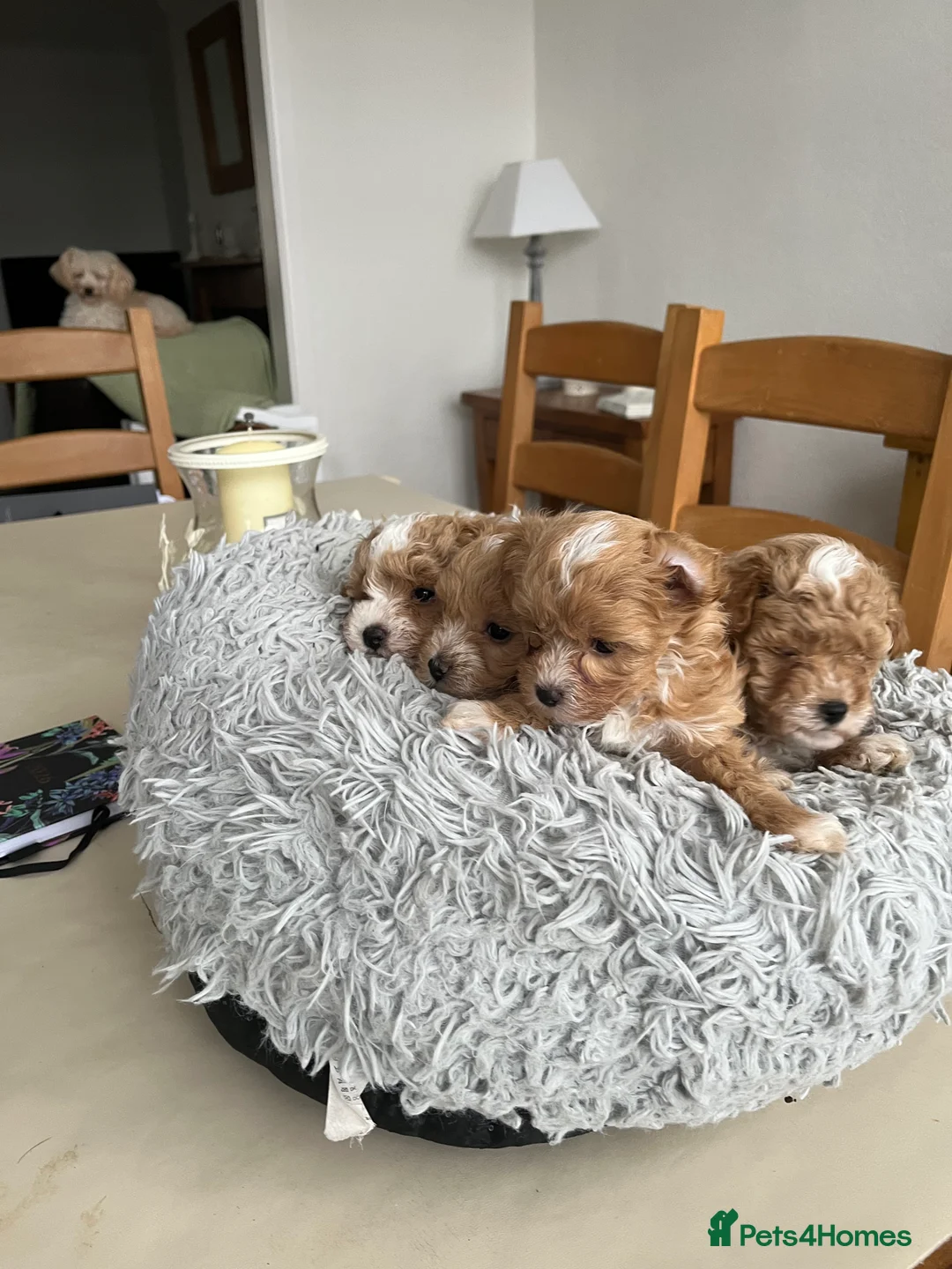 Maltipoo dogs for sale: Maltipoos  - Advert 2