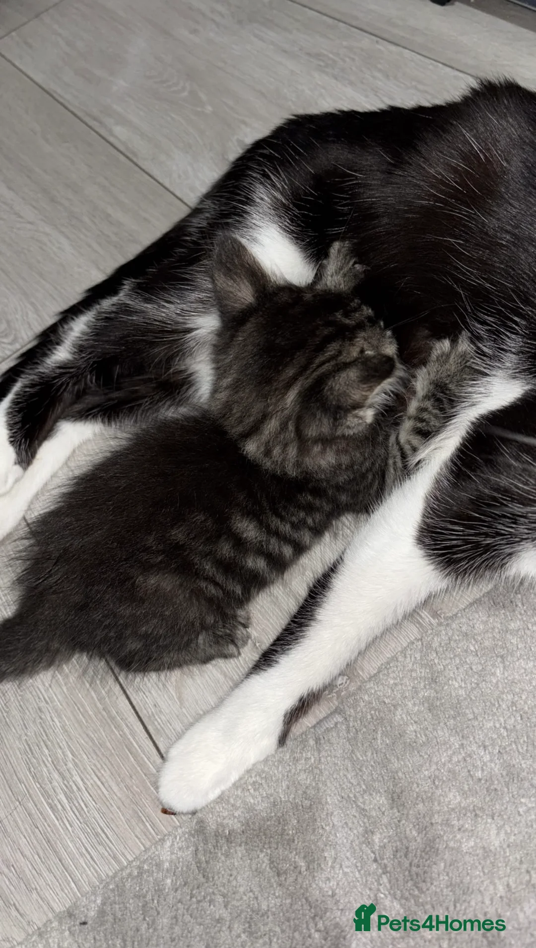 Mixed Breed cats for sale: Mixed breed female Kitten for sell - Advert 2