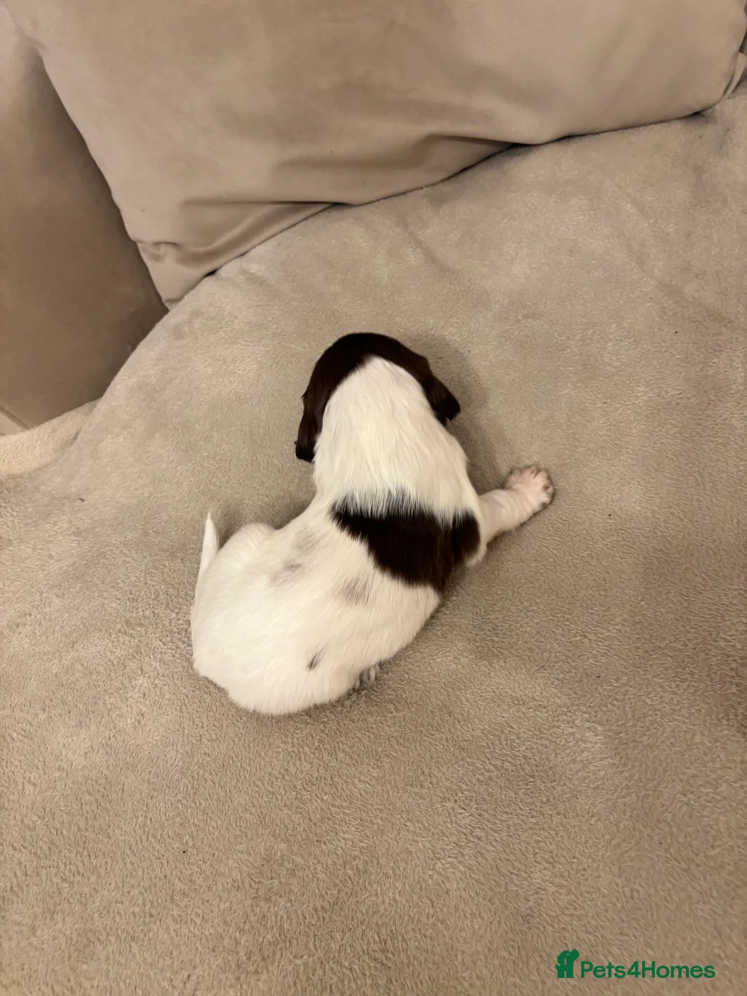 English Springer Spaniel dogs for sale: English springer spaniel puppies - Advert 24