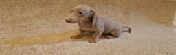 Miniature Dachshund dogs for sale: Mini dachshunds puppies  - Advert 6