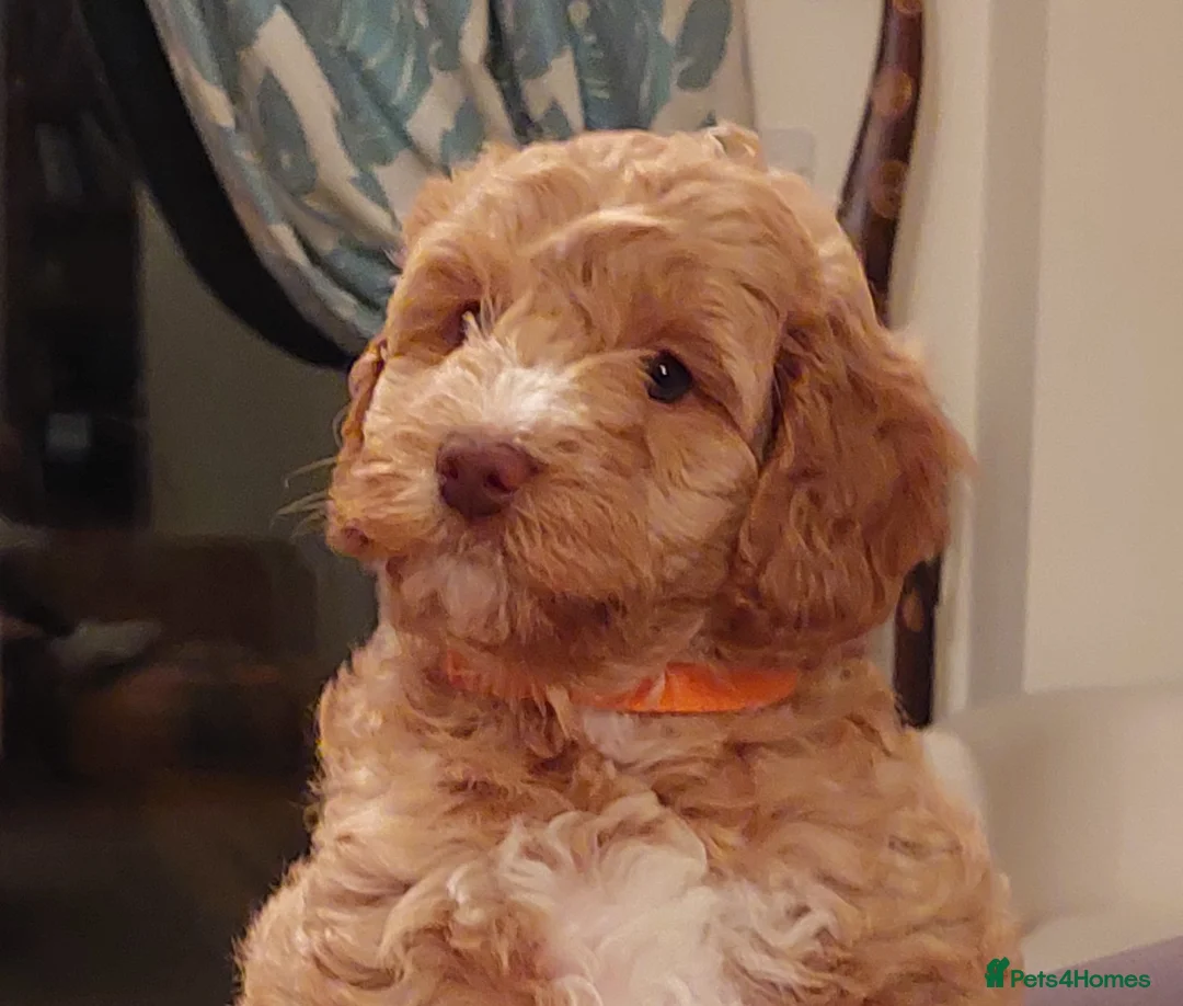 Gallery Image {{count}}