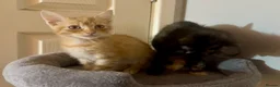 Mixed Breed cats for sale: 3 baby’s ready for there forever homes  in Maidenhead - Advert 6