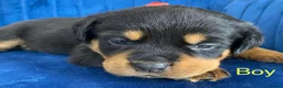 Rottweiler dogs for sale: kldrl exciting Pure/bred Rottweiler Pups in Hull - Advert 3
